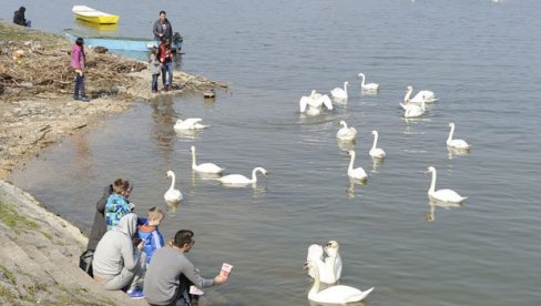 I SRNA MOŽE DA BUDE GOST: Stručnjaci pojavu divljih životinja na ulici Vide kao uobičajenu vezu sa prirodom I SRNA MOŽE DA BUDE GOST: Stručnjaci pojavu divljih životinja na ulici Vide kao uobičajenu vezu sa prirodom