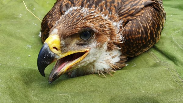 ОРЛОВИ СПАСАВАЈУ ВРСТУ: Два младунца обележена сателитским одашиљачем ОРЛОВИ СПАСАВАЈУ ВРСТУ: Два младунца обележена сателитским одашиљачем