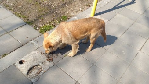 НАШЕ МАЛО ЈЕ ЊИХОВО СВЕ: Хумани грађани помажу псима и птицама на тропским врућинама НАШЕ МАЛО ЈЕ ЊИХОВО СВЕ: Хумани грађани помажу псима и птицама на тропским врућинама