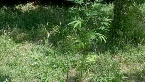 У ДВОРИШТУ ЗАСАД ИНДИЈСКЕ КОНОПЉЕ: Мушкарац (42) из Кисача осумњиченом за нелегалну трговину наркотицима У ДВОРИШТУ ЗАСАД ИНДИЈСКЕ КОНОПЉЕ: Мушкарац (42) из Кисача осумњиченом за нелегалну трговину наркотицима