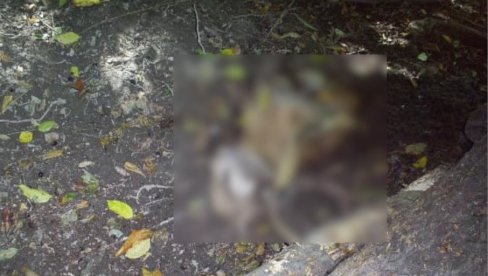 UBIJAO I PRODAVAO DIVLJAČ: Kod Loznice otkriven krivolovac, sledi mu i prijava UBIJAO I PRODAVAO DIVLJAČ: Kod Loznice otkriven krivolovac, sledi mu i prijava