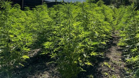 HAPŠENJE KOD LUČANA: Priveden muškarac zbog proizvodnje i stavljanja u promet opojnih droga HAPŠENJE KOD LUČANA: Priveden muškarac zbog proizvodnje i stavljanja u promet opojnih droga