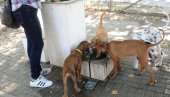 СВЕ ЈЕ ВИШЕ НЕОДГОВОРНИХ ВЛАСНИКА ПАСА: Да ли су љубимци протерали децу из паркова СВЕ ЈЕ ВИШЕ НЕОДГОВОРНИХ ВЛАСНИКА ПАСА: Да ли су љубимци протерали децу из паркова