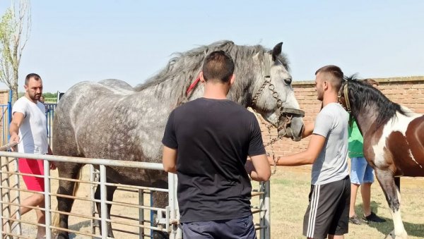 ТАКМИЧЕЊЕ РАДНИХ КОЊА: У Честерегу отворена четврта по реду „Штрапаријада“ (ФОТО) ТАКМИЧЕЊЕ РАДНИХ КОЊА: У Честерегу отворена четврта по реду „Штрапаријада“ (ФОТО)