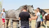 ТАКМИЧЕЊЕ РАДНИХ КОЊА: У Честерегу отворена четврта по реду „Штрапаријада“ (ФОТО) ТАКМИЧЕЊЕ РАДНИХ КОЊА: У Честерегу отворена четврта по реду „Штрапаријада“ (ФОТО)