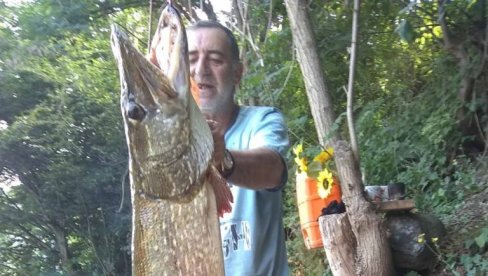 UHVATILI NEMAN OD SKORO 15 KILOGRAMA! Kapitalna štuka upecana u Međuvršju - Čačani ponosni na trofej (FOTO) UHVATILI NEMAN OD SKORO 15 KILOGRAMA! Kapitalna štuka upecana u Međuvršju - Čačani ponosni na trofej (FOTO)