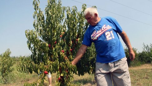 СУША ОВЕ СЕЗОНЕ ОБРАЛА ВОЋЕ! Пољопривредници Републике Српске у проблемима због високих температуура СУША ОВЕ СЕЗОНЕ ОБРАЛА ВОЋЕ! Пољопривредници Републике Српске у проблемима због високих температуура