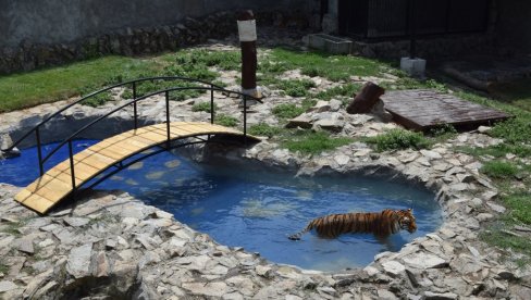 VISOKE TEMPERATURE NE ODGOVARAJU ZVERIMA: Životinje u zoološkom vrtu teško podnose vrućine VISOKE TEMPERATURE NE ODGOVARAJU ZVERIMA: Životinje u zoološkom vrtu teško podnose vrućine