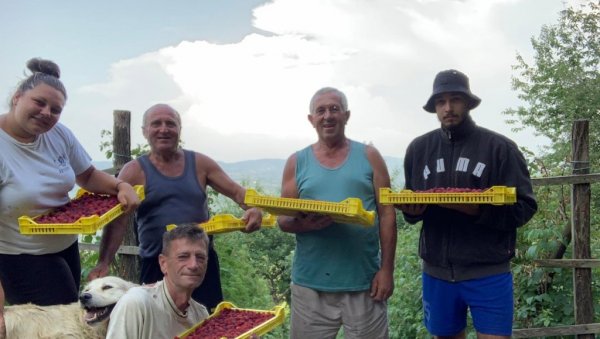 ДНЕВНО ЗАРАДА ДО 3.000 ДИНАРА: Исповест радника који зараде минималац од брања малина ДНЕВНО ЗАРАДА ДО 3.000 ДИНАРА: Исповест радника који зараде минималац од брања малина