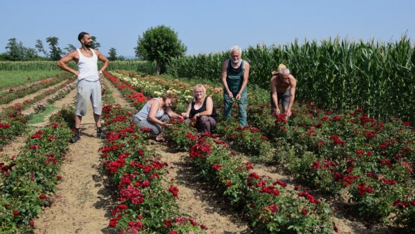 РУЖЕ ШКОЛОВАЛЕ ТРИ ГЕНЕРАЦИЈЕ: Већ деценијама породица Јоксић у Рибару надомак Јагодине посвећена је калемљењу краљице цвећа (ФОТО) РУЖЕ ШКОЛОВАЛЕ ТРИ ГЕНЕРАЦИЈЕ: Већ деценијама породица Јоксић у Рибару надомак Јагодине посвећена је калемљењу краљице цвећа (ФОТО)