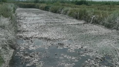 УГИНУЛО НАЈМАЊЕ ТРИ ТОНЕ РИБЕ: Завршено чишћење после незапамћенг помора у Прњавору, следи анализа воде(ФОТО) УГИНУЛО НАЈМАЊЕ ТРИ ТОНЕ РИБЕ: Завршено чишћење после незапамћенг помора у Прњавору, следи анализа воде(ФОТО)