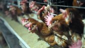 ЖАРИШТЕ ВИРУСА У ШПАНИЈИ: Због птичијег грипа усмрћено 130.000 кокошака ЖАРИШТЕ ВИРУСА У ШПАНИЈИ: Због птичијег грипа усмрћено 130.000 кокошака