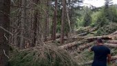 POSEČENA ŠUMA VREDNA 36.000 EVRA: Krivične prijave trojici šumara u Beranama