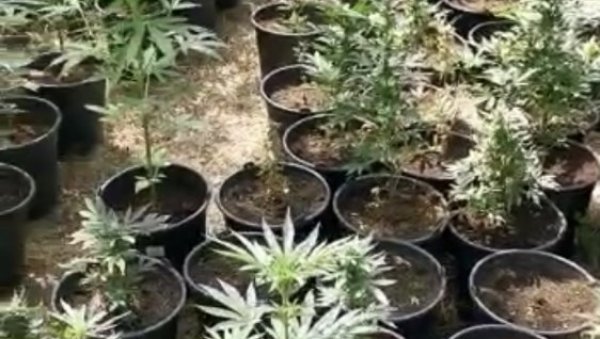ВЕЛИКА АКЦИЈА ПОЛИЦИЈЕ КОД ГРУДА: Пронађена марихуана, оружје и муниција ВЕЛИКА АКЦИЈА ПОЛИЦИЈЕ КОД ГРУДА: Пронађена марихуана, оружје и муниција