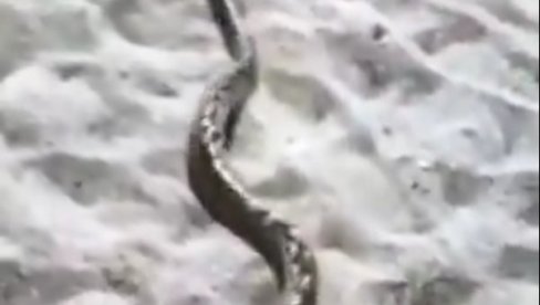 ИЗБЕЗУМЉЕНИ ТУРИСТИ У ЦРНОЈ ГОРИ! По плажи у Чању гмиже питон (ВИДЕО) ИЗБЕЗУМЉЕНИ ТУРИСТИ У ЦРНОЈ ГОРИ! По плажи у Чању гмиже питон (ВИДЕО)