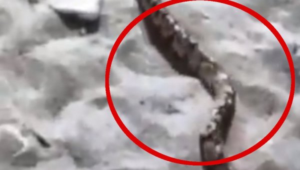 БУРА НА ДРУШТВЕНИМ МРЕЖАМА ЗБОГ ЗМИЈЕ НА ПЛАЖИ: Човек довео кућног љубимца - питона, неки се фотографисали, а други бежали БУРА НА ДРУШТВЕНИМ МРЕЖАМА ЗБОГ ЗМИЈЕ НА ПЛАЖИ: Човек довео кућног љубимца - питона, неки се фотографисали, а други бежали