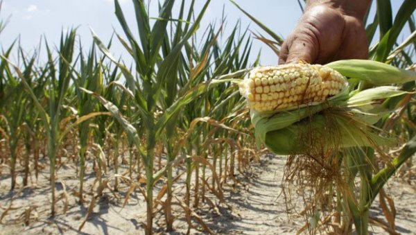 ПРИНОС ЗАВИСИ ОД - НЕБА: Пољопривредници који узгајају кукуруз стрепе какве ће последице оставити мраз ПРИНОС ЗАВИСИ ОД - НЕБА: Пољопривредници који узгајају кукуруз стрепе какве ће последице оставити мраз