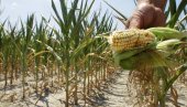 ПРИНОС ЗАВИСИ ОД - НЕБА: Пољопривредници који узгајају кукуруз стрепе какве ће последице оставити мраз