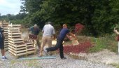 BACIĆE PET TONA TREŠANJA: Radoslav Tomić iz Gornje Jarušice mora da isprazni hladnjaču BACIĆE PET TONA TREŠANJA: Radoslav Tomić iz Gornje Jarušice mora da isprazni hladnjaču