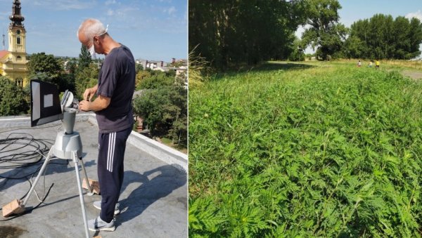 НАША АМБРОЗИЈА ГУШИ И БРИТАНЦЕ: Облак полена једне од највећих и најопаснијих алергених биљака из Војводине стиже до северозапада Европе НАША АМБРОЗИЈА ГУШИ И БРИТАНЦЕ: Облак полена једне од највећих и најопаснијих алергених биљака из Војводине стиже до северозапада Европе