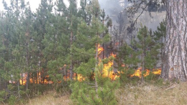НОВИ ПОЖАР КОД НОВЕ ВАРОШИ: Гори 20 хектара шуме (ФОТО) НОВИ ПОЖАР КОД НОВЕ ВАРОШИ: Гори 20 хектара шуме (ФОТО)