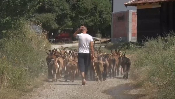 СРБИ У СТРАХУ НАКОН НАПАДА НА НИКОЛУ: Момак који је са њим чувао стоку - Како ћемо даље, не знам (ВИДЕО) СРБИ У СТРАХУ НАКОН НАПАДА НА НИКОЛУ: Момак који је са њим чувао стоку - Како ћемо даље, не знам (ВИДЕО)
