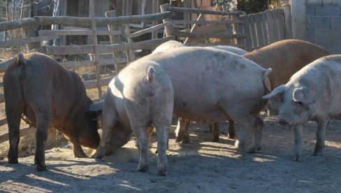 ZARAŽENA VELIKA FARMA U DOBRIČEVU: Afrička kuga stigla i do Vršca, prisutna u ukupno 30 mesta južnog Banata ZARAŽENA VELIKA FARMA U DOBRIČEVU: Afrička kuga stigla i do Vršca, prisutna u ukupno 30 mesta južnog Banata