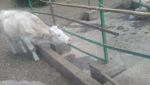 СТАДА ЧЕКАЈУ ЦИСТЕРНЕ: Краве на Сувој планини изнад Гаџиног Хана остале без воде СТАДА ЧЕКАЈУ ЦИСТЕРНЕ: Краве на Сувој планини изнад Гаџиног Хана остале без воде
