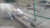 СТАДА ЧЕКАЈУ ЦИСТЕРНЕ: Краве на Сувој планини изнад Гаџиног Хана остале без воде СТАДА ЧЕКАЈУ ЦИСТЕРНЕ: Краве на Сувој планини изнад Гаџиног Хана остале без воде