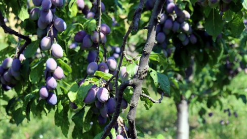 ČUVAR DOMAĆIH SORTI: Jedan grad u Srbiji ne da nestanak šljive, jabuke i vinove loze