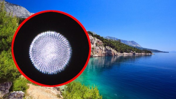КУПАЧИ НА ЈАДРАНУ ПРИЈАВИЛИ ЧУДАН ПРОБЛЕМ: Након изласка из воде осећају пецкање и свраб, ево шта је у питању КУПАЧИ НА ЈАДРАНУ ПРИЈАВИЛИ ЧУДАН ПРОБЛЕМ: Након изласка из воде осећају пецкање и свраб, ево шта је у питању