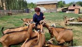 АЛПСКЕ КОЗЕ У СРЦУ КОЛУБАРЕ: Снежана Томашевић из Пауна код Ваљева - за пример (ФОТО) АЛПСКЕ КОЗЕ У СРЦУ КОЛУБАРЕ: Снежана Томашевић из Пауна код Ваљева - за пример (ФОТО)