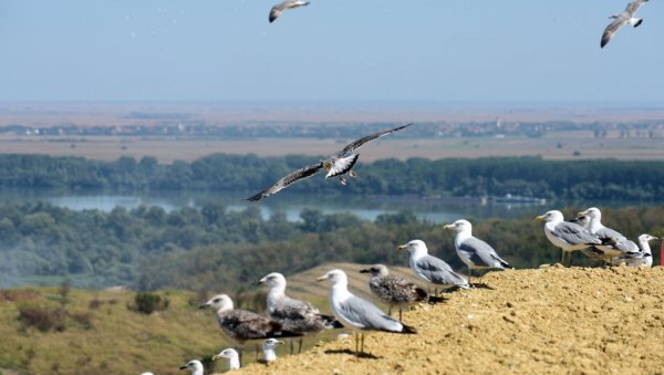 НАУЧНИЦИ ЗАПАЊЕНИ: Постала је „удовица“, пронашла новог партнера и снела јаје у 74 години (ВИДЕО) НАУЧНИЦИ ЗАПАЊЕНИ: Постала је „удовица“, пронашла новог партнера и снела јаје у 74 години (ВИДЕО)