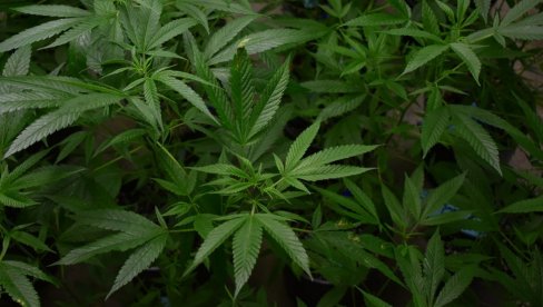 MARIHUANA DOVODI DO INFEKCIJE: Dim ove supstance sadrži toksične hemikalije koje mogu da izazovu komplikacije MARIHUANA DOVODI DO INFEKCIJE: Dim ove supstance sadrži toksične hemikalije koje mogu da izazovu komplikacije