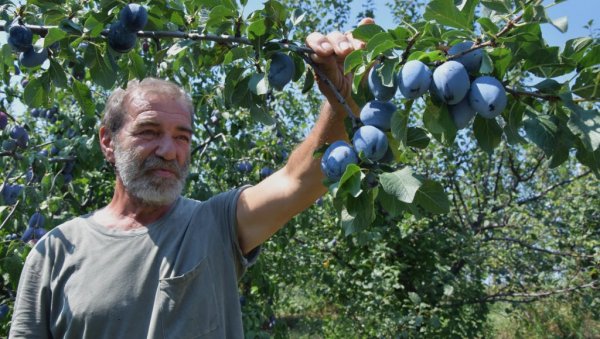 ГАЈИ ВОЋЕ ЗА - РУСЕ: Радиша Петровић из Јагодине пронашао начин да испуни захтеве пробирљивог тржишта ГАЈИ ВОЋЕ ЗА - РУСЕ: Радиша Петровић из Јагодине пронашао начин да испуни захтеве пробирљивог тржишта