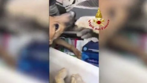 POSLE 30 SATI IZVUKLI ŽIVOG PSA IZ RUŠEVINA: Vatrogasci u Torinu spasili životinju nakon eksplozije (VIDEO) POSLE 30 SATI IZVUKLI ŽIVOG PSA IZ RUŠEVINA: Vatrogasci u Torinu spasili životinju nakon eksplozije (VIDEO)