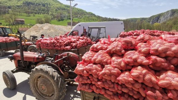 КРОМПИРАШИ ТРЉАЈУ РУКЕ: Смеши им се одлична зарада, сав род на домаћем тржишту КРОМПИРАШИ ТРЉАЈУ РУКЕ: Смеши им се одлична зарада, сав род на домаћем тржишту