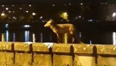 НЕСВАКИДАШЊИ ПРИЗОР НА УЛИЦАМА НОВОГ САДА: Лисица шета и позира! (ВИДЕО) НЕСВАКИДАШЊИ ПРИЗОР НА УЛИЦАМА НОВОГ САДА: Лисица шета и позира! (ВИДЕО)