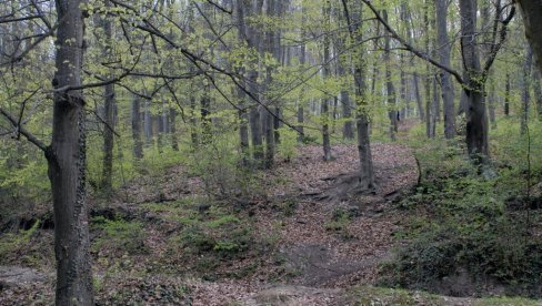 ТРАГЕДИЈА У ПОДНОЖЈУ ЦЕРА: Човек погинуо док је извлачио дрва ТРАГЕДИЈА У ПОДНОЖЈУ ЦЕРА: Човек погинуо док је извлачио дрва