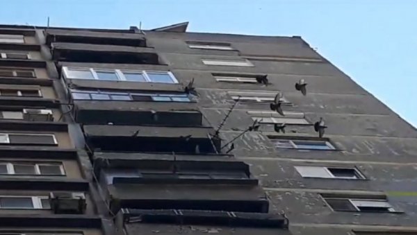 ЈАТО ГОЛУБОВА ИЗЛЕЋЕ ИЗ СТАНА: Муке станара у Булевару Михајла Пупина, у дому брачног пара живи више десетина птица (ВИДЕО) ЈАТО ГОЛУБОВА ИЗЛЕЋЕ ИЗ СТАНА: Муке станара у Булевару Михајла Пупина, у дому брачног пара живи више десетина птица (ВИДЕО)