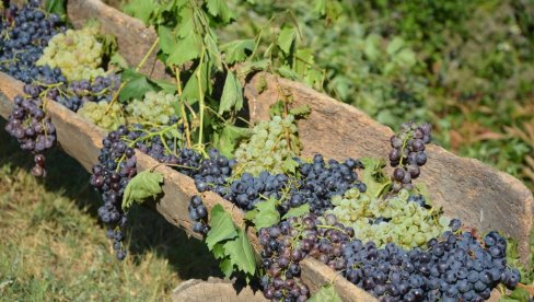 KOJE JE ZDRAVIJE: Ovo je razlika između crnog i belog grožđa KOJE JE ZDRAVIJE: Ovo je razlika između crnog i belog grožđa