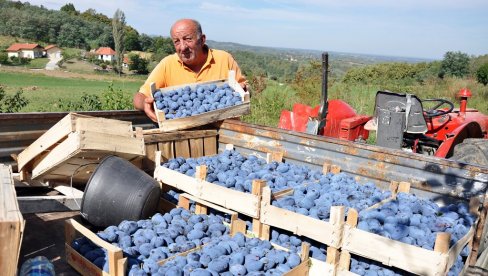 MEĐUNARODNI SAJAM VOĆARSTVA, POVRTARSTVA I VINOGRADARSTVA:   Sastanci proizvođača i uvoznika