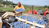СУВА КАО СУВО ЗЛАТО: Под Мајевицом завршена берба шљива, род је добар СУВА КАО СУВО ЗЛАТО: Под Мајевицом завршена берба шљива, род је добар