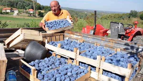 ДУПЛО СКУПЉА НЕГО ЛАНЕ: Под Мајевицом завршена берба шљива, род махом извозе, сува кошта као “злато” (ФОТО) ДУПЛО СКУПЉА НЕГО ЛАНЕ: Под Мајевицом завршена берба шљива, род махом извозе, сува кошта као “злато” (ФОТО)