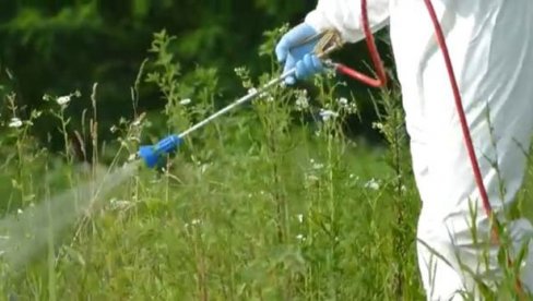 AMBROZIJA U CRVENOM JOŠ 15 DANA: Alergeni korovske biljke 16 puta veći od dozvoljene koncentracije AMBROZIJA U CRVENOM JOŠ 15 DANA: Alergeni korovske biljke 16 puta veći od dozvoljene koncentracije