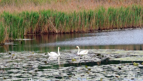 ПОПИС СТАЈАЋИХ ВОДА: Секретаријат за заштиту животне средине расписао тендер за спас екосистема у граду ПОПИС СТАЈАЋИХ ВОДА: Секретаријат за заштиту животне средине расписао тендер за спас екосистема у граду