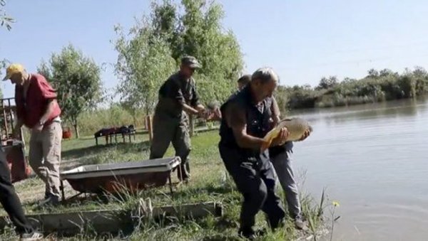 ЈЕСЕЊЕ ПОРИБЉАВАЊЕ: Рибњак Багер у Пландишту обогаћен за 50 комада шаранске рибе ЈЕСЕЊЕ ПОРИБЉАВАЊЕ: Рибњак Багер у Пландишту обогаћен за 50 комада шаранске рибе