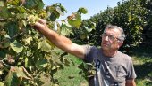 LEŠNIK SE ISPLATI ČEKATI: Najveći prinos se postiže nakon 10. godine starosti LEŠNIK SE ISPLATI ČEKATI: Najveći prinos se postiže nakon 10. godine starosti