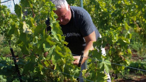 DOBRA GODINA ZA VINA: Počela berba novog roda grožđa u trebinjskim vinogradima DOBRA GODINA ZA VINA: Počela berba novog roda grožđa u trebinjskim vinogradima