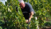DOBRA GODINA ZA VINA: Počela berba novog roda grožđa u trebinjskim vinogradima DOBRA GODINA ZA VINA: Počela berba novog roda grožđa u trebinjskim vinogradima